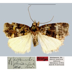 /filer/webapps/moths/media/images/P/plurioculata_Lithacodia_AT_MNHN.jpg