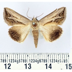 /filer/webapps/moths/media/images/R/rivulata_Cuneisigna_AF_BMNH.jpg