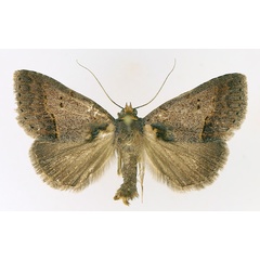 /filer/webapps/moths/media/images/T/trichophora_Plecoptera_AM_TMSA_02.jpg
