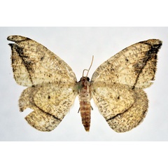 /filer/webapps/moths/media/images/S/serratignathos_Milocera_AF_NHMO.jpg