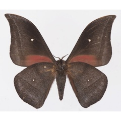 /filer/webapps/moths/media/images/J/jamesoni_Gonimbrasia_AM_Basquinb.jpg