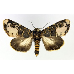/filer/webapps/moths/media/images/F/florifera_Polytelodes_AF_Aulombard.jpg