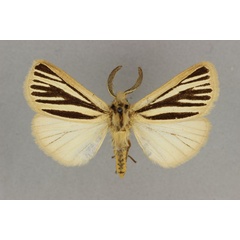 /filer/webapps/moths/media/images/M/multivittata_Estigmene_ST_BMNH.jpg