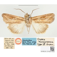 /filer/webapps/moths/media/images/L/leucogramma_Cirphis_STM_BMNHa.jpg