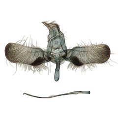 /filer/webapps/moths/media/images/D/disemanta_Yponomeuta_GM_BMNH_34351.jpg