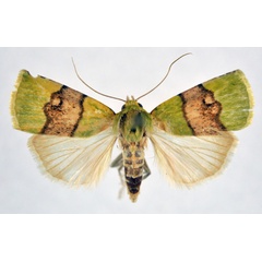 /filer/webapps/moths/media/images/P/phoenicochlora_Lophocrama_AM_NHMO.jpg