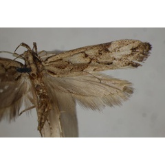 /filer/webapps/moths/media/images/R/reniger_Genostele_HT_BMNH.jpg
