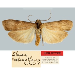 /filer/webapps/moths/media/images/M/melanothorax_Eilema_HT_MNHN.jpg