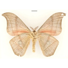 /filer/webapps/moths/media/images/W/werneri_Lobobunaea_HT_RBINSb.jpg