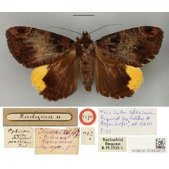 /filer/webapps/moths/media/images/R/radama_Achaea_HT_BMNH.jpg