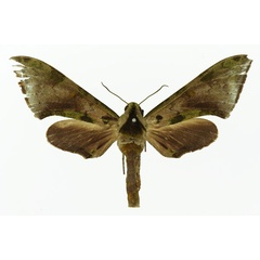 /filer/webapps/moths/media/images/R/rougeoti_Polyptychus_NAT_Basquin.jpg