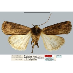 /filer/webapps/moths/media/images/M/mendeboense_Euxootera_HT_MNHN.jpg