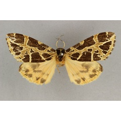 /filer/webapps/moths/media/images/C/costimacula_Kiriakoffalia_STF_BMNH.jpg