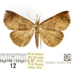 /filer/webapps/moths/media/images/P/poliophaea_Aburina_AF_BMNH.jpg