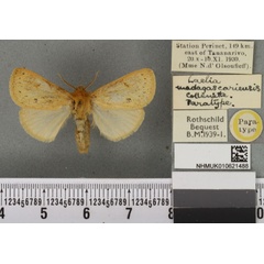 /filer/webapps/moths/media/images/M/madagascariensis_Laelia_PTF_BMNH_02a.jpg