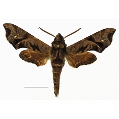 /filer/webapps/moths/media/images/O/orientalis_Temnora_AM_Basquina.jpg