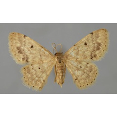 /filer/webapps/moths/media/images/P/pulveraria_Idaea_A_ZSM_01.jpg