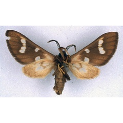 /filer/webapps/moths/media/images/M/metarctiodes_Anapisa_HT_BMNH_02.jpg
