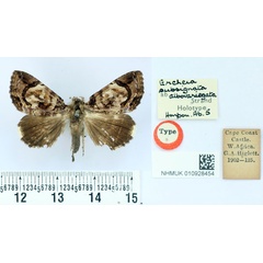 /filer/webapps/moths/media/images/A/albovariegata_Ercheia_HT_BMNH.jpg