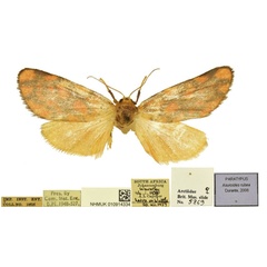 /filer/webapps/moths/media/images/R/rubea_Asuroides_PT_BMNH.jpg