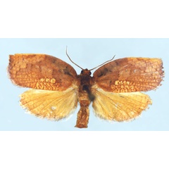 /filer/webapps/moths/media/images/A/angolana_Labidosa_PT_BMNH.jpg