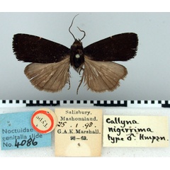 /filer/webapps/moths/media/images/N/nigerrima_Callyna_ST_BMNH.jpg
