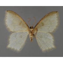 /filer/webapps/moths/media/images/M/magna_Lathochlora_HT_ZSM_02.jpg