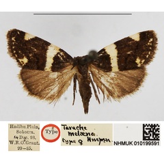 /filer/webapps/moths/media/images/M/melaena_Tarache_HT_NHMUK.jpg