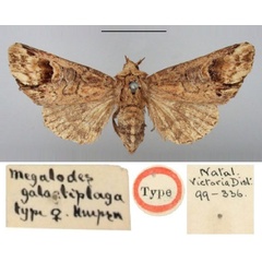 /filer/webapps/moths/media/images/G/galactiplaga_Megalodes_HT_BMNH.jpg
