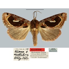 /filer/webapps/moths/media/images/M/monticola_Atimaea_AT_MNHN.jpg