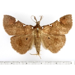 /filer/webapps/moths/media/images/E/euritiusalis_Macella_AM_BMNH.jpg