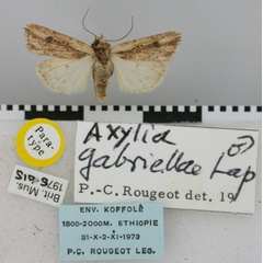 /filer/webapps/moths/media/images/G/gabriellae_Axylia_PT_BMNH.jpg
