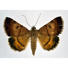 /filer/webapps/moths/media/images/M/moderata_Plecopterodes_AF_NHMO.jpg
