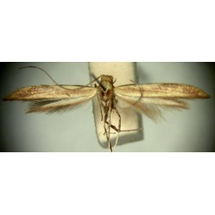 /filer/webapps/moths/media/images/G/grypota_Aspilapteryx_HT_TMSA324.jpg