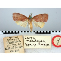 /filer/webapps/moths/media/images/M/metaleuca_Carea_HT_BMNH.jpg