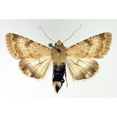 /filer/webapps/moths/media/images/N/nubigera_Heliothis_A_Aulombard.jpg