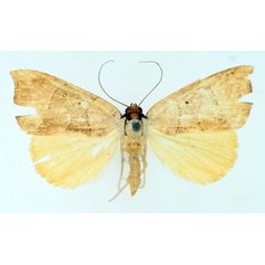 /filer/webapps/moths/media/images/P/phaeodonta_Marcipa_AF_TMSA_01.jpg
