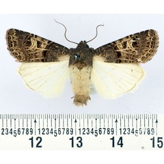 /filer/webapps/moths/media/images/B/bulgeri_Hadena_AM_BMNH.jpg