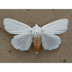/filer/webapps/moths/media/images/T/tibialis_Chasmina_A_Butler.jpg
