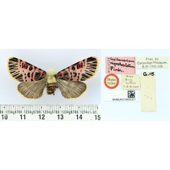 /filer/webapps/moths/media/images/N/nigrofasciatum_Capillamentum_HT_BMNH.jpg