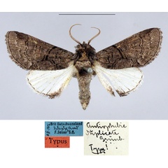 /filer/webapps/moths/media/images/D/duplicata_Antiophlebia_HT_MfN.jpg