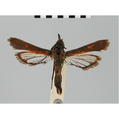 /filer/webapps/moths/media/images/E/endopyra_Homogyna_HT_BMNH.jpg