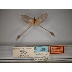 /filer/webapps/moths/media/images/F/flavomaculata_Doratopteryx_PT_RMCA_01.jpg