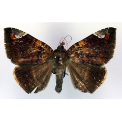 /filer/webapps/moths/media/images/A/albifimbria_Achaea_AM_RMCA.jpg