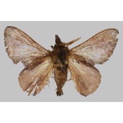 /filer/webapps/moths/media/images/N/nicolasroberteaton_Rhynchobombyx_PTM_USTTB.jpg