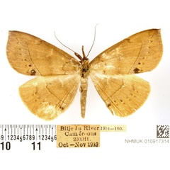 /filer/webapps/moths/media/images/M/marginepunctata_Deinypena_AF_BMNH.jpg