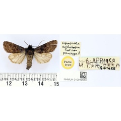 /filer/webapps/moths/media/images/A/aethalopa_Apospasta_PT_BMNH.jpg