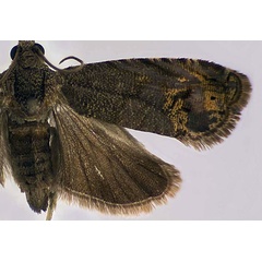 /filer/webapps/moths/media/images/G/garcinivora_Thylacogaster_PTF_USNM.jpg