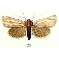 /filer/webapps/moths/media/images/R/rosacea_Masalia_HT_Hampson_1891_144_23.jpg