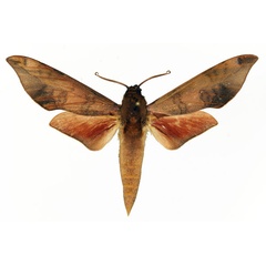/filer/webapps/moths/media/images/V/vicina_Phylloxiphia_AM_Basquin_02.jpg